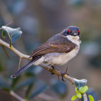 Black-throated Wattle-eye